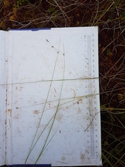 Carex billingsii