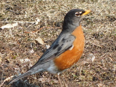 Turdus migratorius