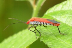 Leptocoris abdominalis