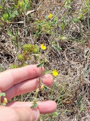 Chamaecrista calycioides