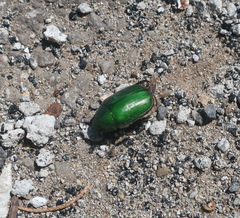 Anomala albopilosa albopilosa