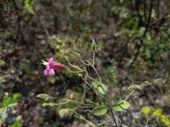 Ruellia floribunda