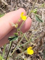 Chamaecrista calycioides