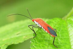 Leptocoris abdominalis
