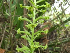 Habenaria floribunda