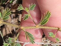 Chamaecrista calycioides