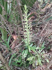 Habenaria floribunda