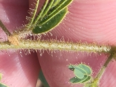 Chamaecrista calycioides
