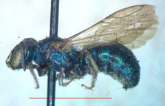 Calloceratina