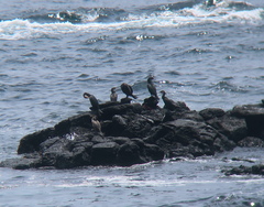 Phalacrocorax capillatus