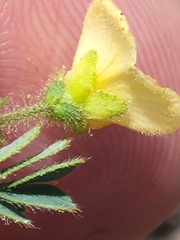 Chamaecrista calycioides