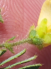 Chamaecrista calycioides