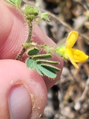 Chamaecrista calycioides