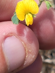 Chamaecrista calycioides
