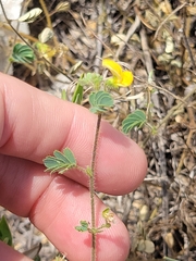 Chamaecrista calycioides