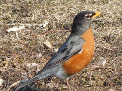 Turdus migratorius