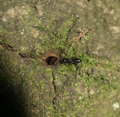 Camponotus vitiosus