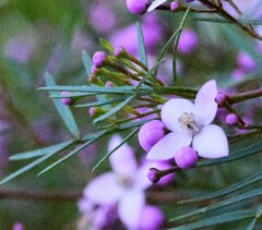 Boronia thujona