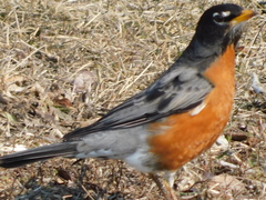 Turdus migratorius