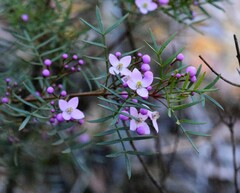Boronia thujona