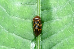 Leptataspis rotundata
