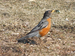 Turdus migratorius