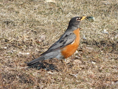 Turdus migratorius
