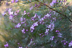 Boronia thujona