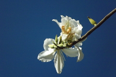 Bauhinia variegata candida