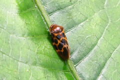 Leptataspis rotundata