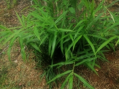 Zingiber officinale