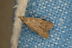 Dichomeris punctidiscellus