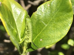 Cephonodes hylas hylas