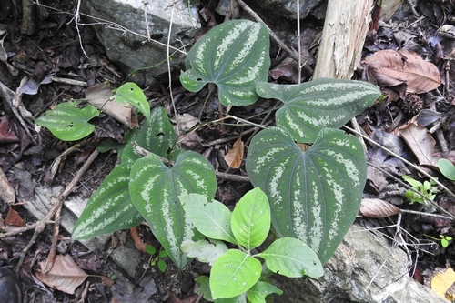 Dioscorea cyanisticta (Dioscorea cyanisticta)