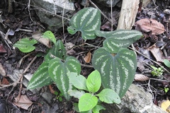 Dioscorea cyanisticta