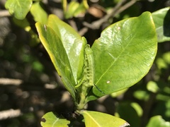 Cephonodes hylas hylas
