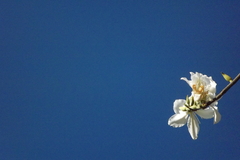 Bauhinia variegata candida