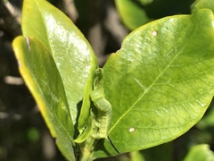 Cephonodes hylas hylas