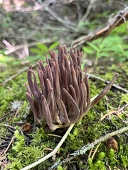 Alloclavaria