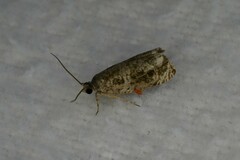 Olethreutes appendiceum