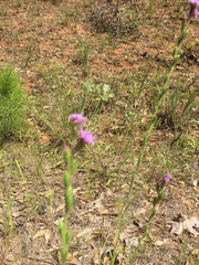 Liatris tenuis