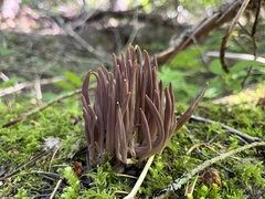 Alloclavaria