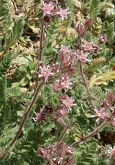 Horkelia hendersonii