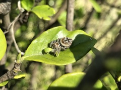 Carrhotus xanthogramma