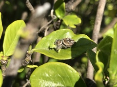 Carrhotus xanthogramma
