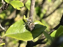 Carrhotus xanthogramma