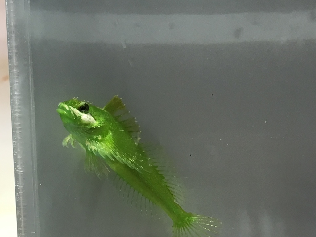 sharpnose sculpin