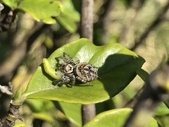Carrhotus xanthogramma