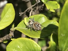Carrhotus xanthogramma