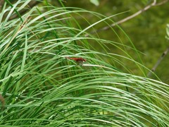 Crocothemis erythraea
